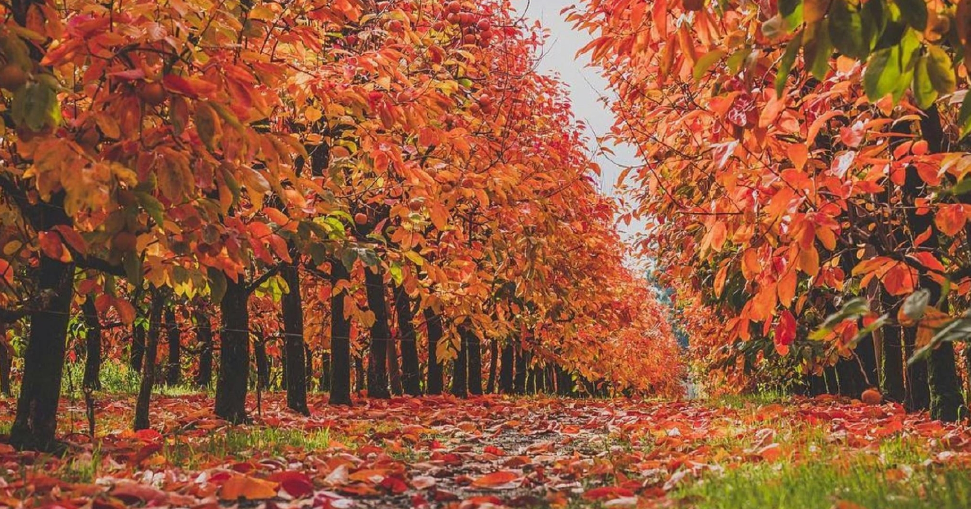 Springtime in the Hills and Raeburn Orchard